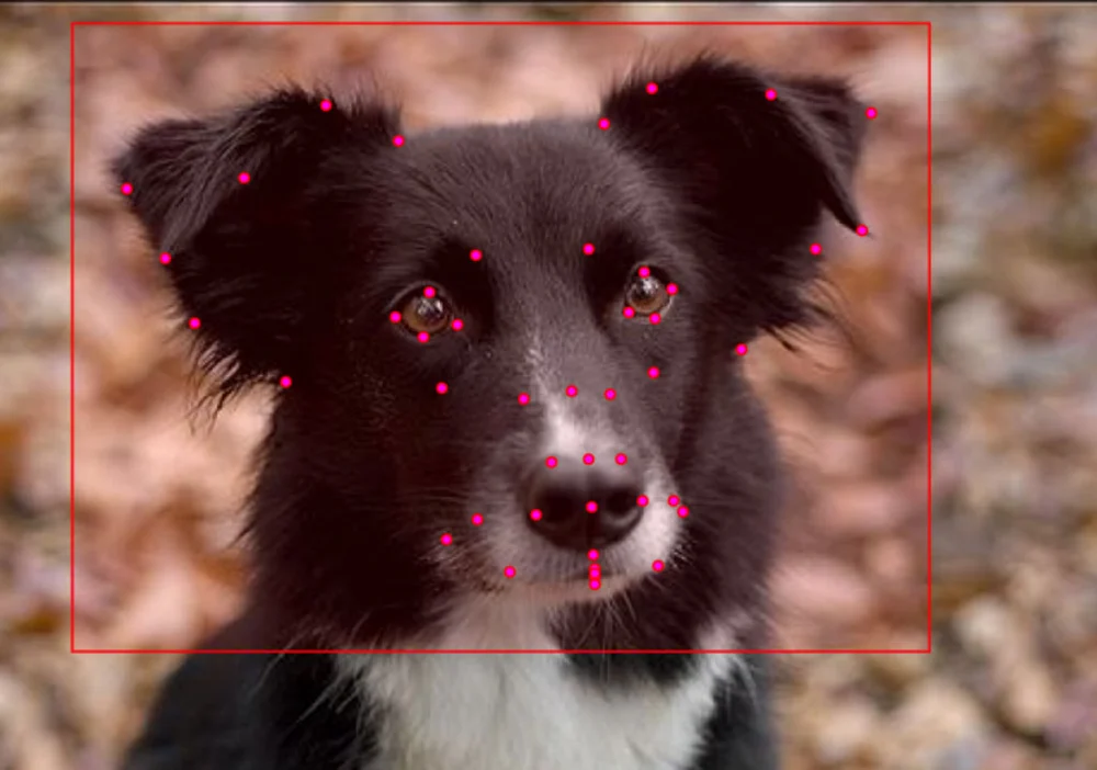 Dogs and Science Forschung