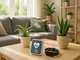 wie-withings-cardio-ihnen-zu-einem-gesuenderen-herzen-verhilft